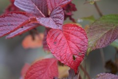 アジサイの紅葉
